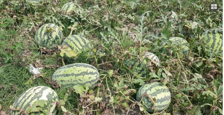 এক জেলাতেই তরমুজ উৎপাদন দুই হাজার কোটি টাকার